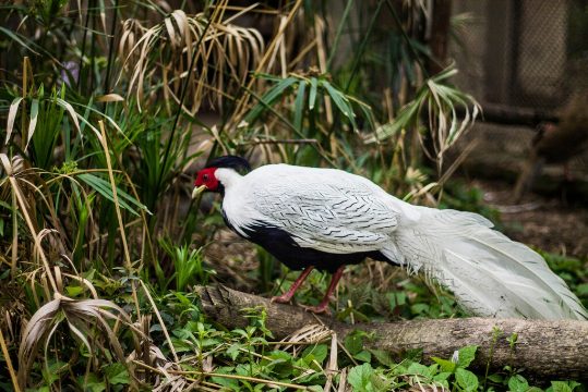 Los Faisanes en la Isla Victoria: Una Plaga Ecológica en la Patagonia Argentina
