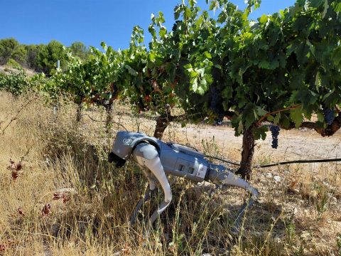 AGRHOUND: Un Perro-Robota Inteligente para la Agricultura de Precisión en Extremadura