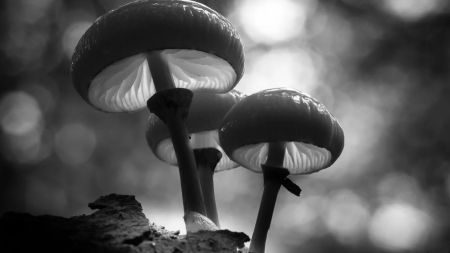 Schwarz-Weiß-Fotografie: Einzigartige Bilder der Woche